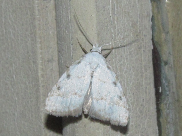Piccola falena da ID